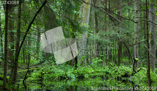 Image of Deciduous stand of Bialowieza Forest in summer