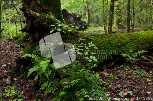 Image of Partly declined dead broken oak