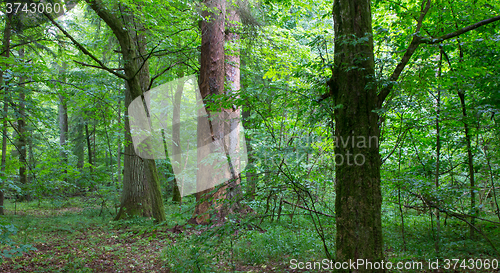 Image of Natural mixed stand of Bialowieza Forest