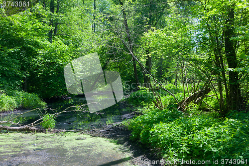 Image of Natural Lesna river in summer midday