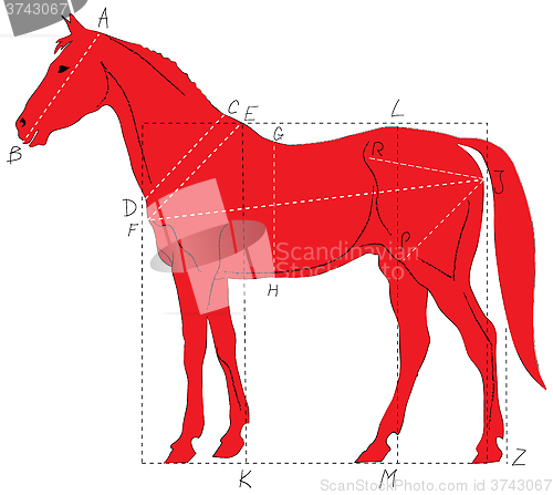 Image of Horse proportions