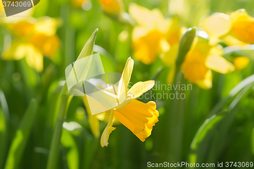 Image of Narcissus spring yellow flowers on sunshine glade