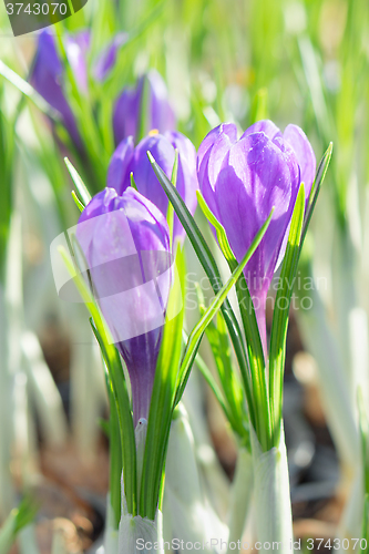 Image of Springtime flowering of first spring purple crocus flowers