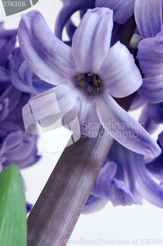 Image of Hyacinth (Hyacinthus orientalis)