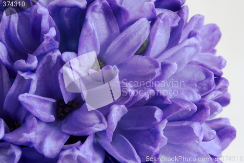 Image of Hyacinth (Hyacinthus orientalis)