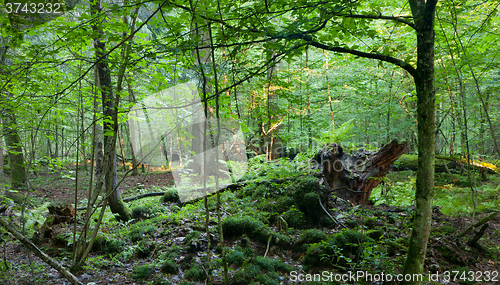 Image of Broken tree stump moss covered and ferns layer around