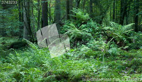 Image of Broken tree stump moss covered and ferns layer above