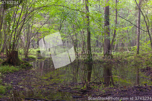 Image of Early morning in deciduous stand of Bialowieza Forest