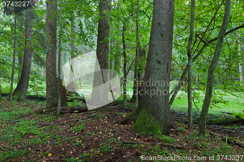 Image of Alder-carr deciduous stand in rain