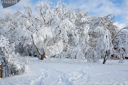 Image of winter in sweden with snow on the tree