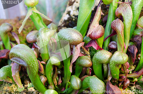 Image of Darlington California one carnivorous plant that eats insect