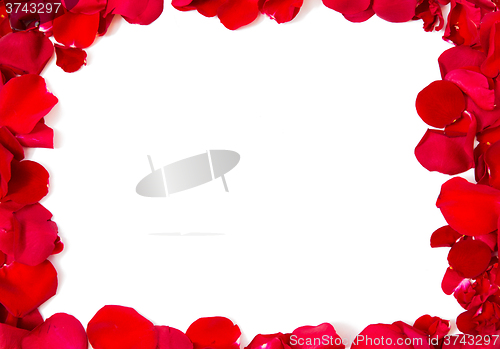 Image of close up of red rose petals blank frame