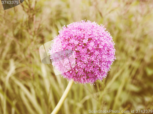 Image of Retro looking Purple Allium flower