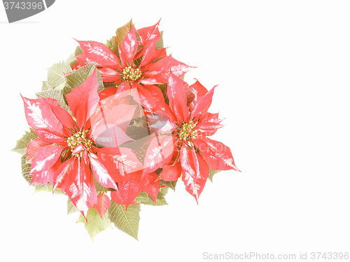 Image of Retro looking Poinsettia Christmas Star