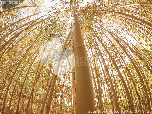 Image of Retro looking Bamboo tree