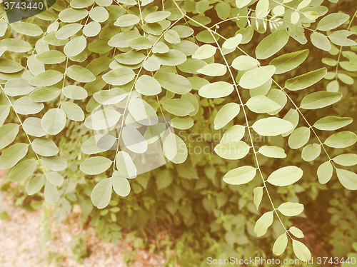 Image of Retro looking Acacia leaf