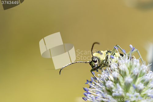 Image of Yellow black bug close-up.