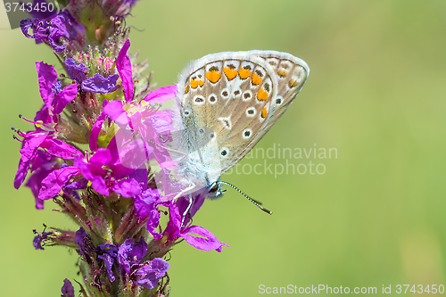 Image of Butterfly on a pink flower.