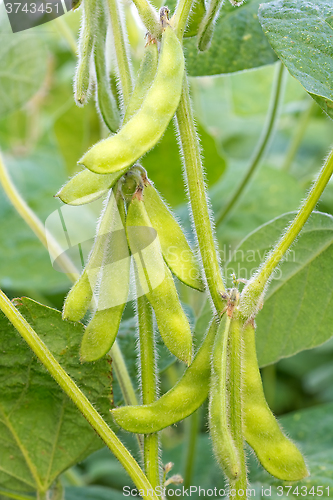 Image of Young green soya bean.