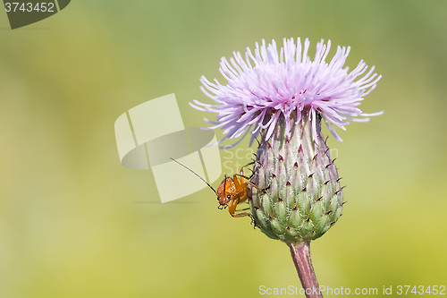 Image of Red soldier beetle (Rhagonycha fulva) on thistle.