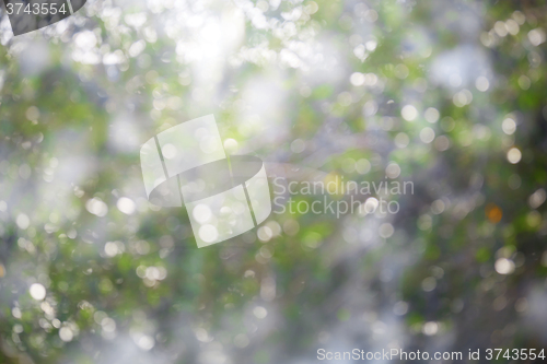 Image of Spring bokeh