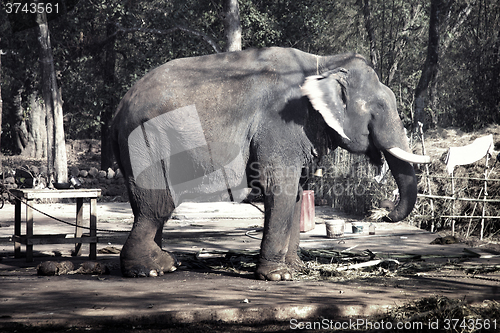 Image of Elephant with broken ivories