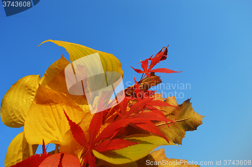 Image of Bouquet of milticolor leaves