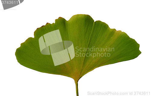 Image of Leaf Ginkgo Biloba