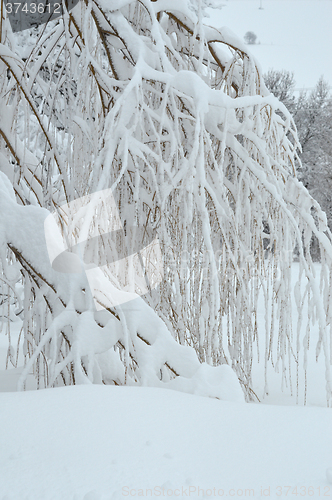 Image of Winter landscape