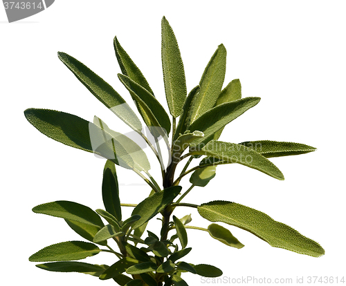 Image of Leaves sage tea