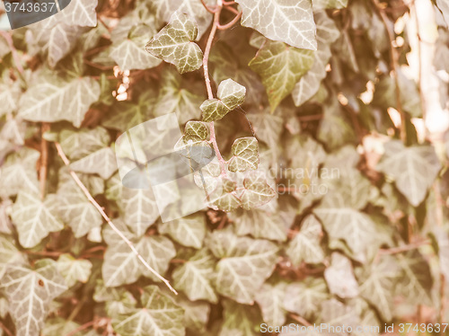 Image of Retro looking Ivy leaves