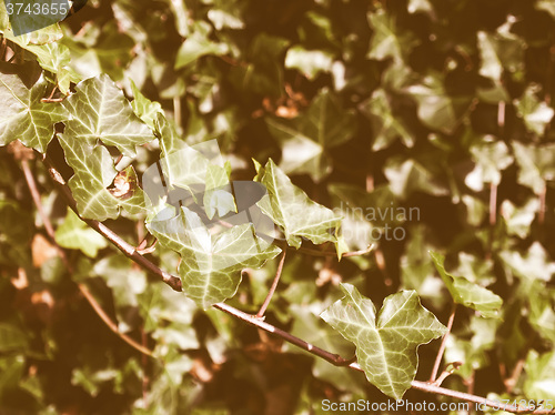 Image of Retro looking Ivy picture