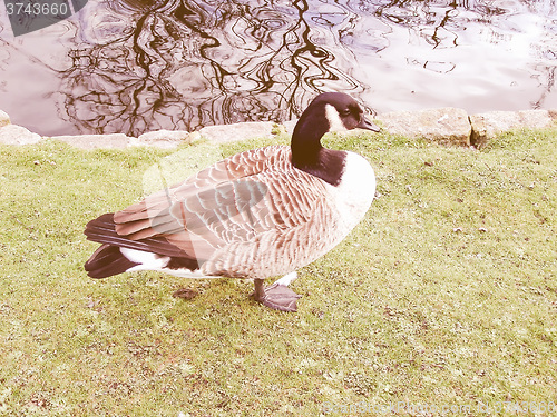 Image of Retro looking Duck picture