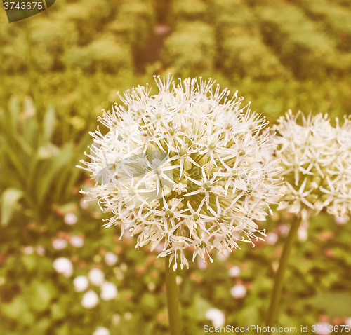 Image of Retro looking Ivory Queen flower