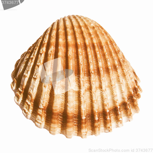 Image of  Shell picture vintage