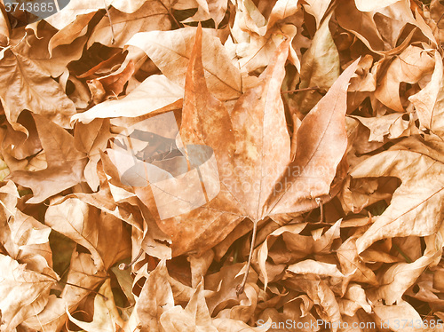 Image of Retro looking Falling leaves