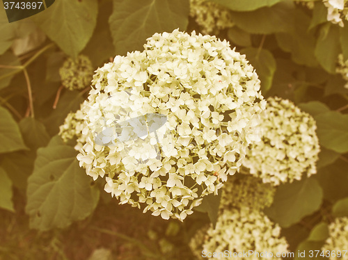 Image of Retro looking Hortensia flower