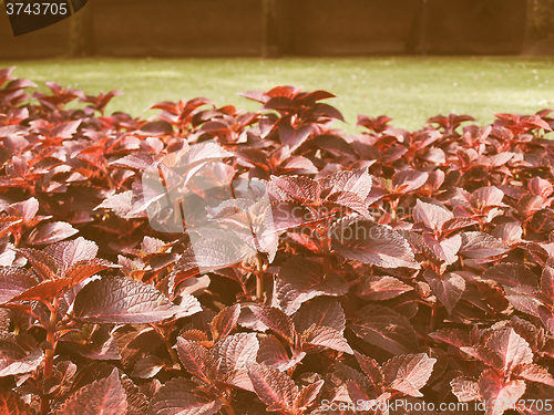 Image of Retro looking Coleus Nettle plant