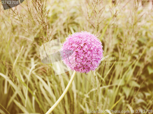 Image of Retro looking Purple Allium flower