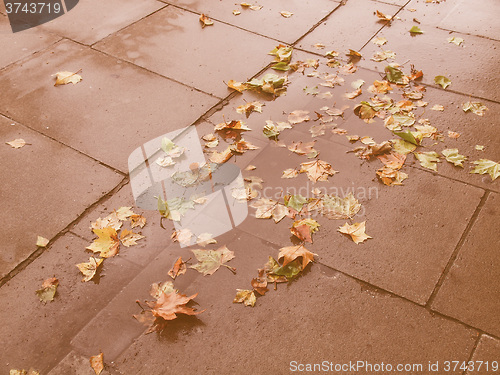 Image of Retro looking Leaves on pavement