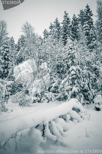Image of Winter snow covered trees. Viitna, Estonia. 