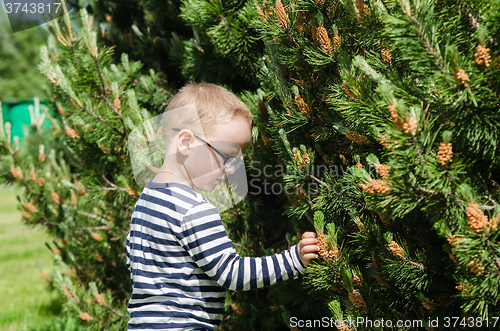 Image of Boy  collect pine buds