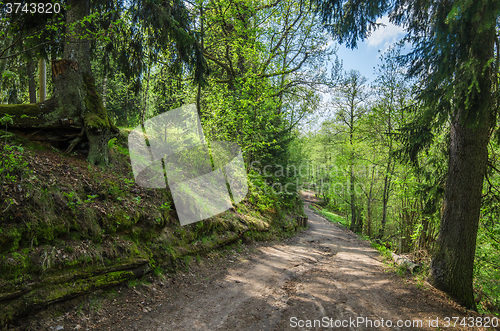 Image of Footpath in a summer park