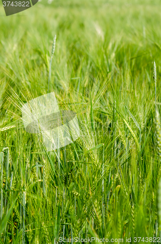 Image of young wheat on farm land 