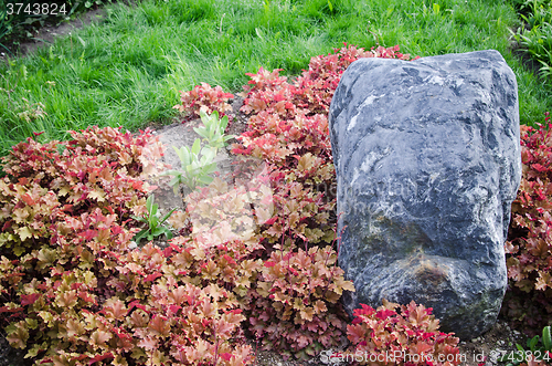 Image of Decorative flower bed in a garden with rocks and plants, close-u