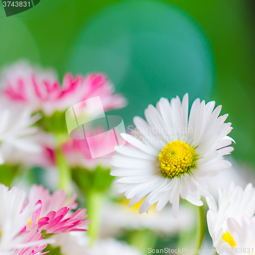 Image of Bouquet of small delicate daisy, close-up