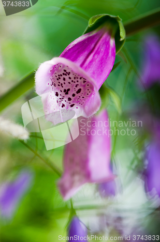 Image of Beautiful flowers purple Foxglove