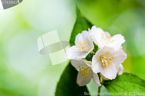 Image of Beautiful flowers of a jasmin, close up. 