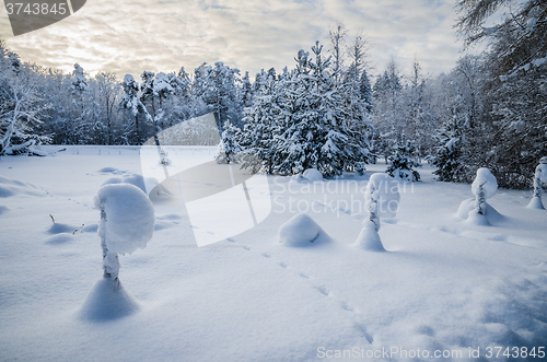 Image of Snow-covered landscape in the countryside. Viitna, Estonia