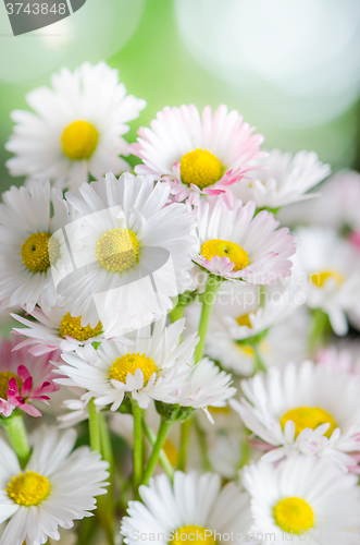 Image of Bouquet of small delicate daisy, close-up